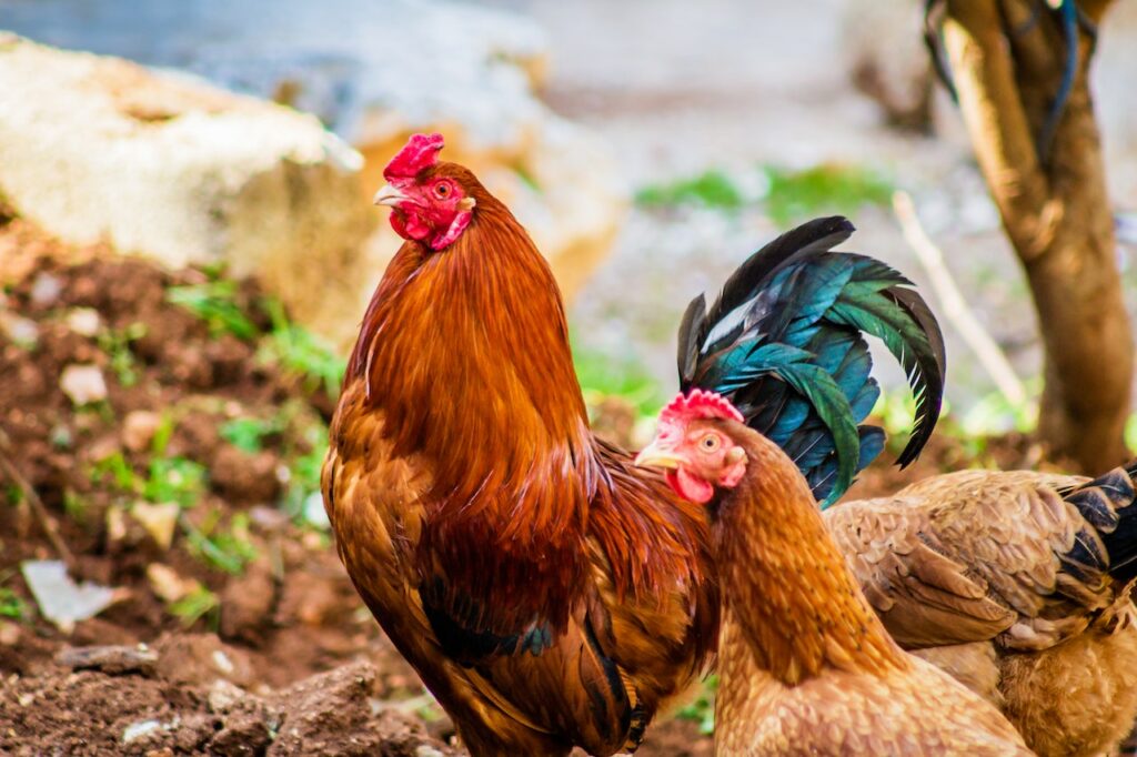 Tela de galinheiro e controle de temperatura: como garantir o clima ideal para as aves 1